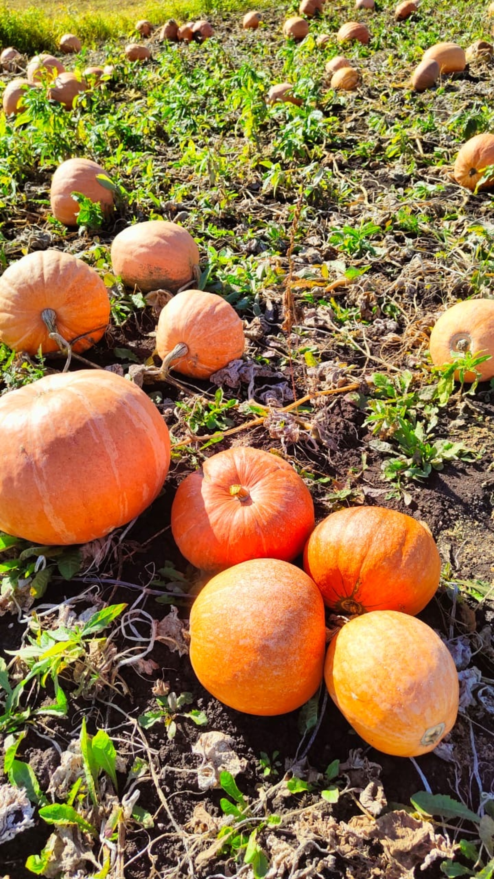 О бахчевых овощных культурах в рационе питания