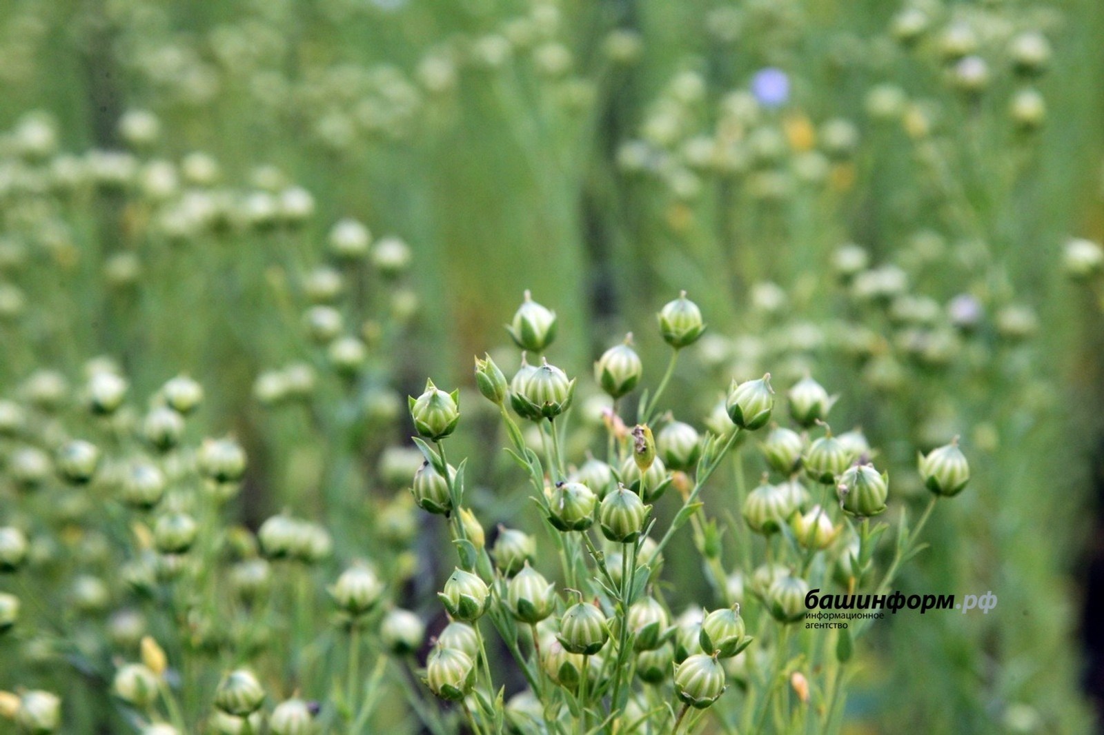 Башкирский лён востребован в Китае
