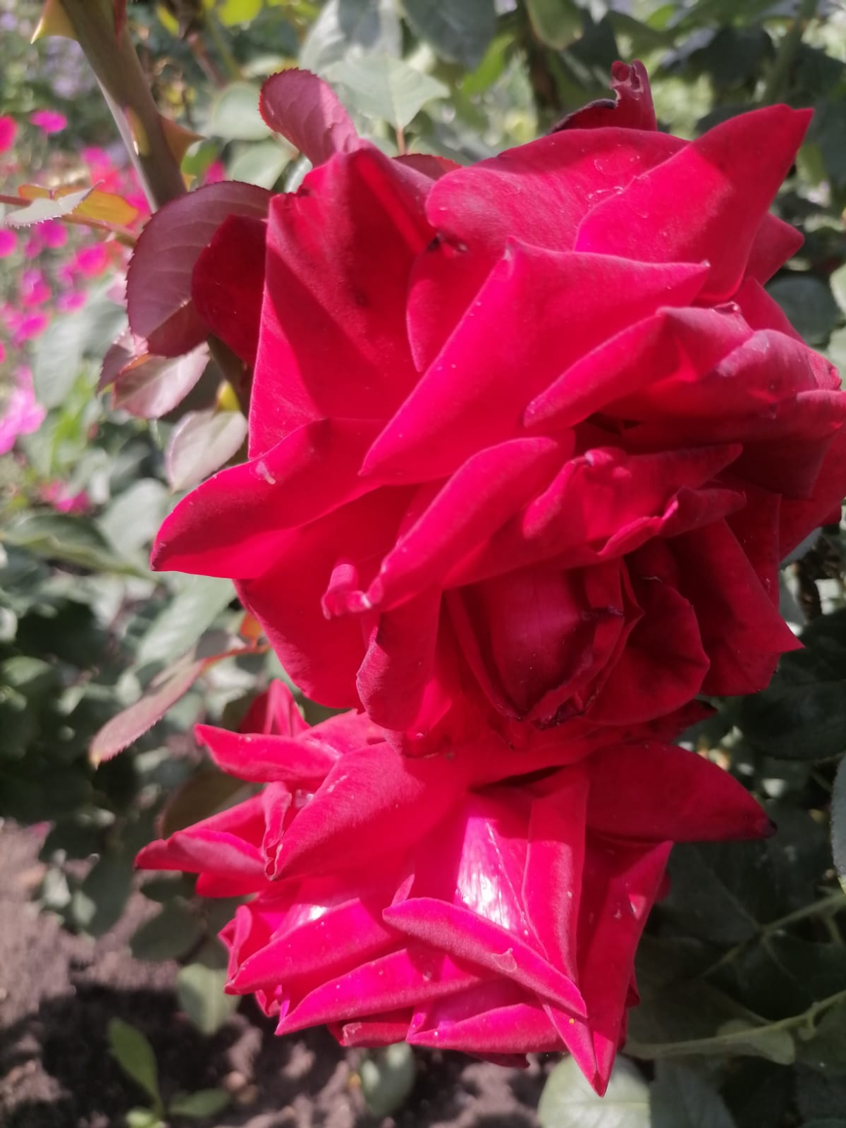 Какие подарки к 1 сентября хотели бы получить учителя?