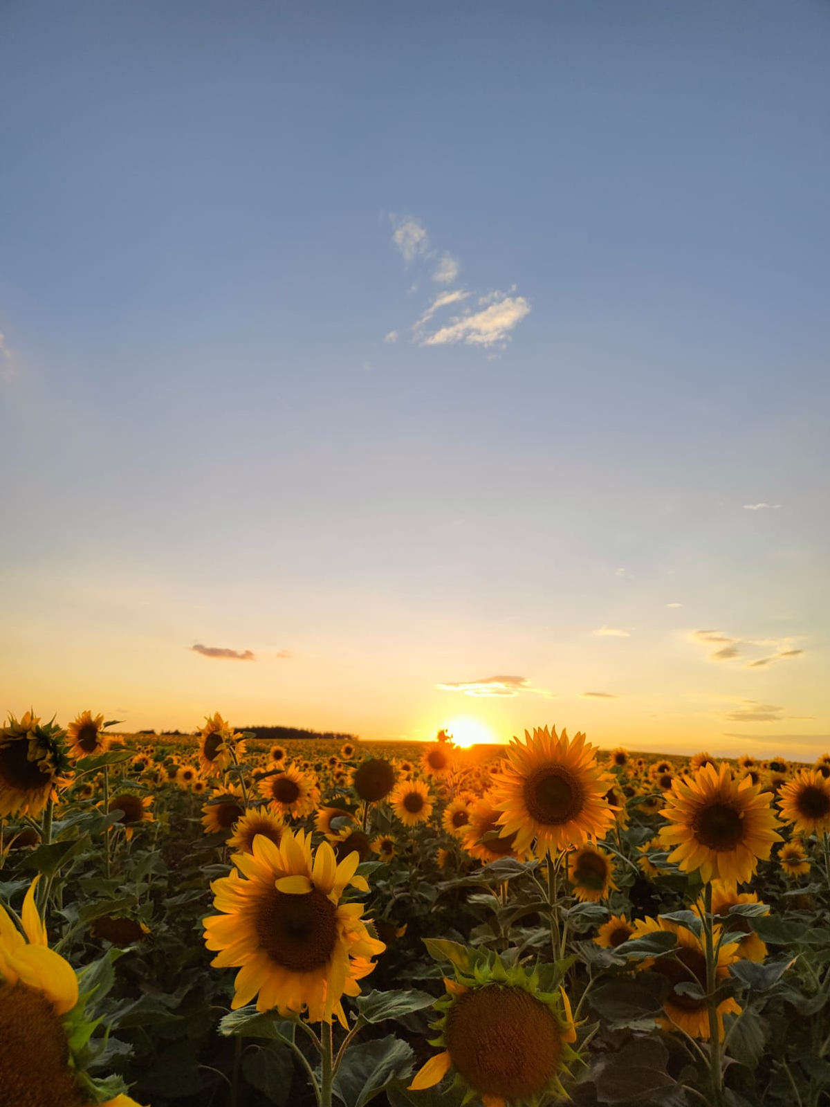 Башкирия экспортировала в Латвию ценную кормовую добавку