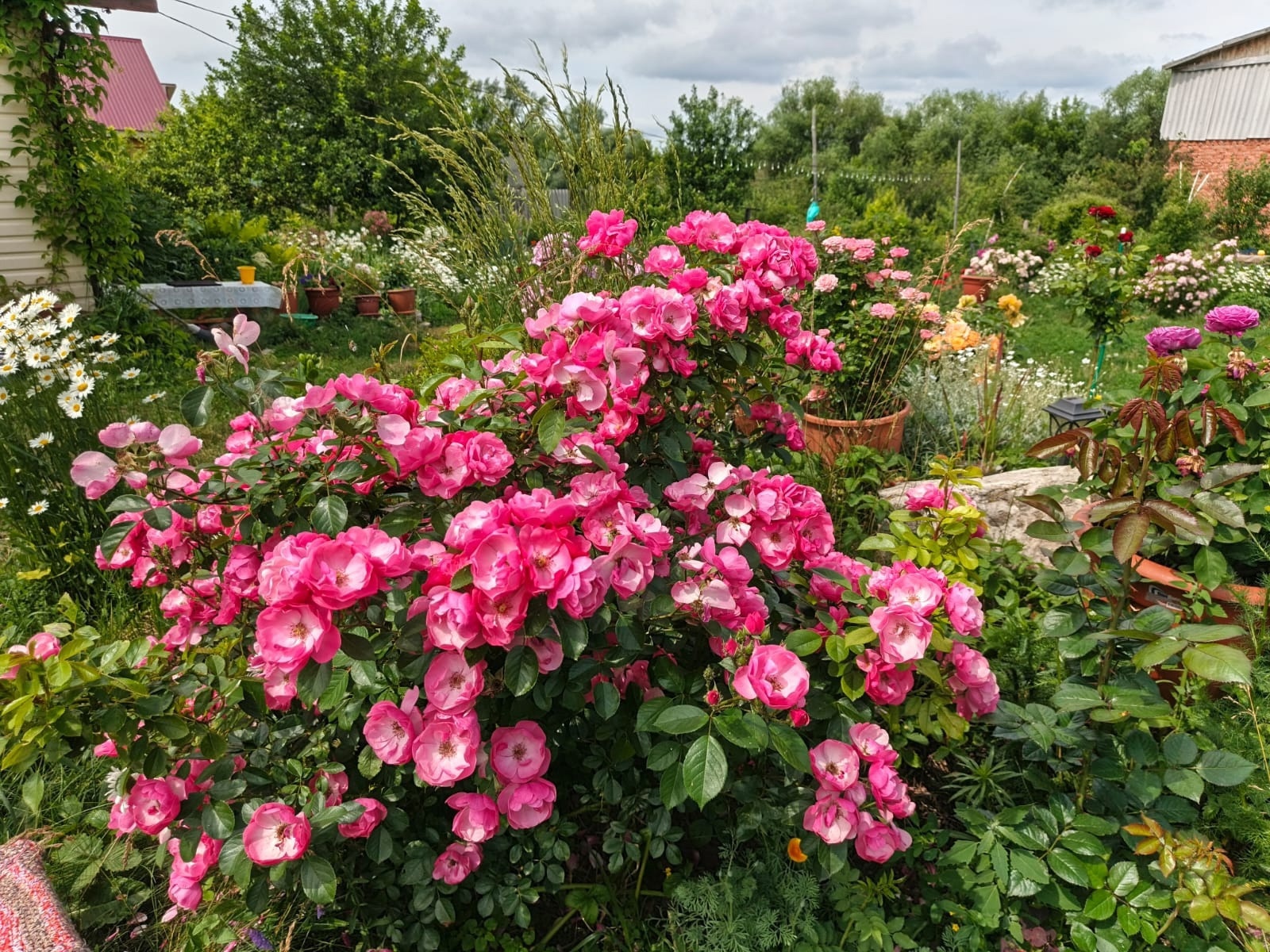 Ее сад – это место вдохновения и душевного покоя