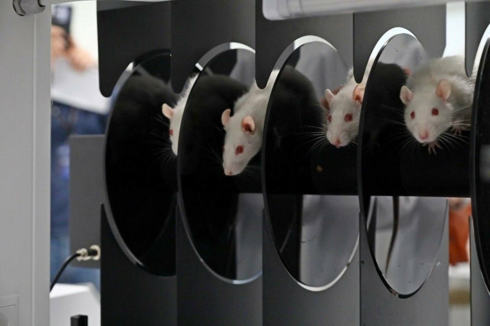 В Межвузовском кампусе проводят исследования в разработке антидепрессанта