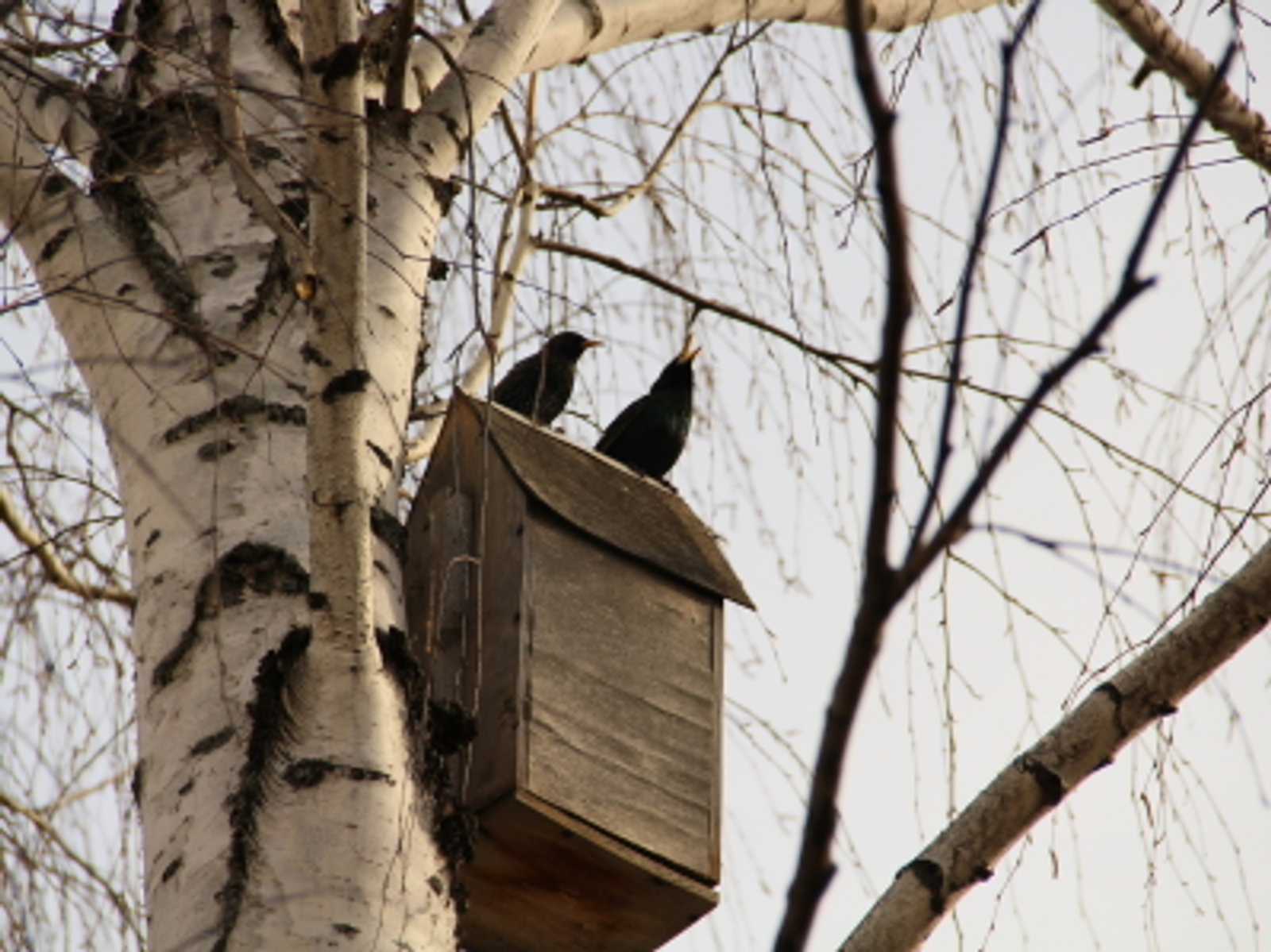 В Башкирии береза зацвела раньше срока, последствия почувствуют многие