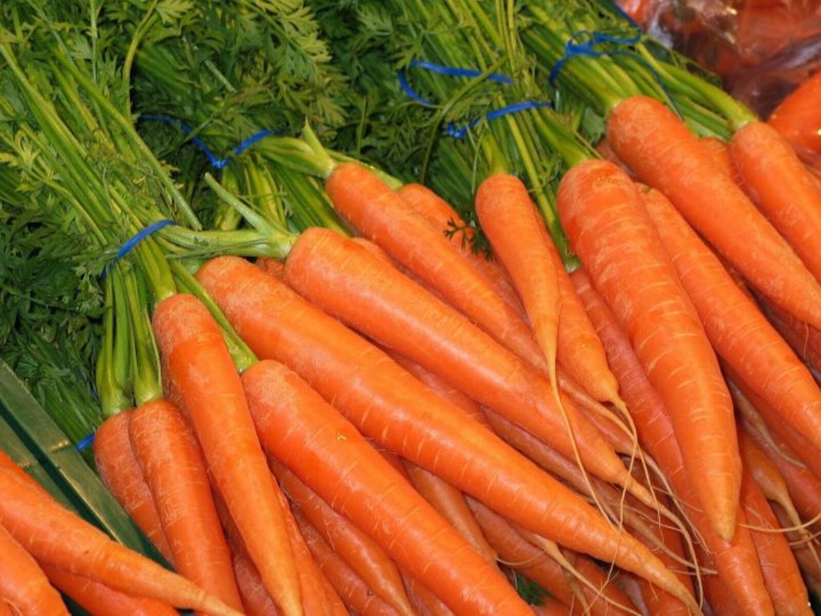 Не опаздывайте посадить морковь!