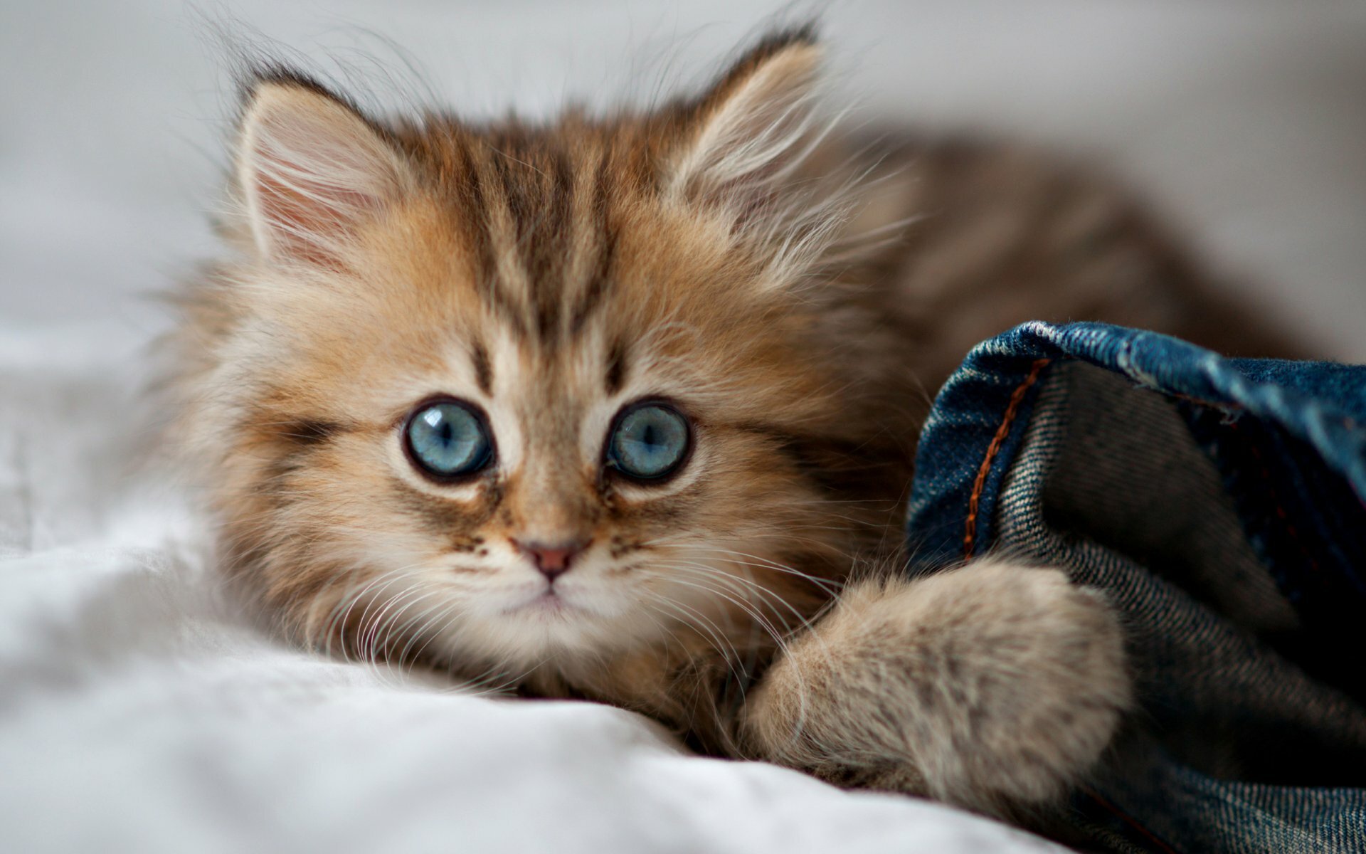 10 удивительных фактов о кошках
