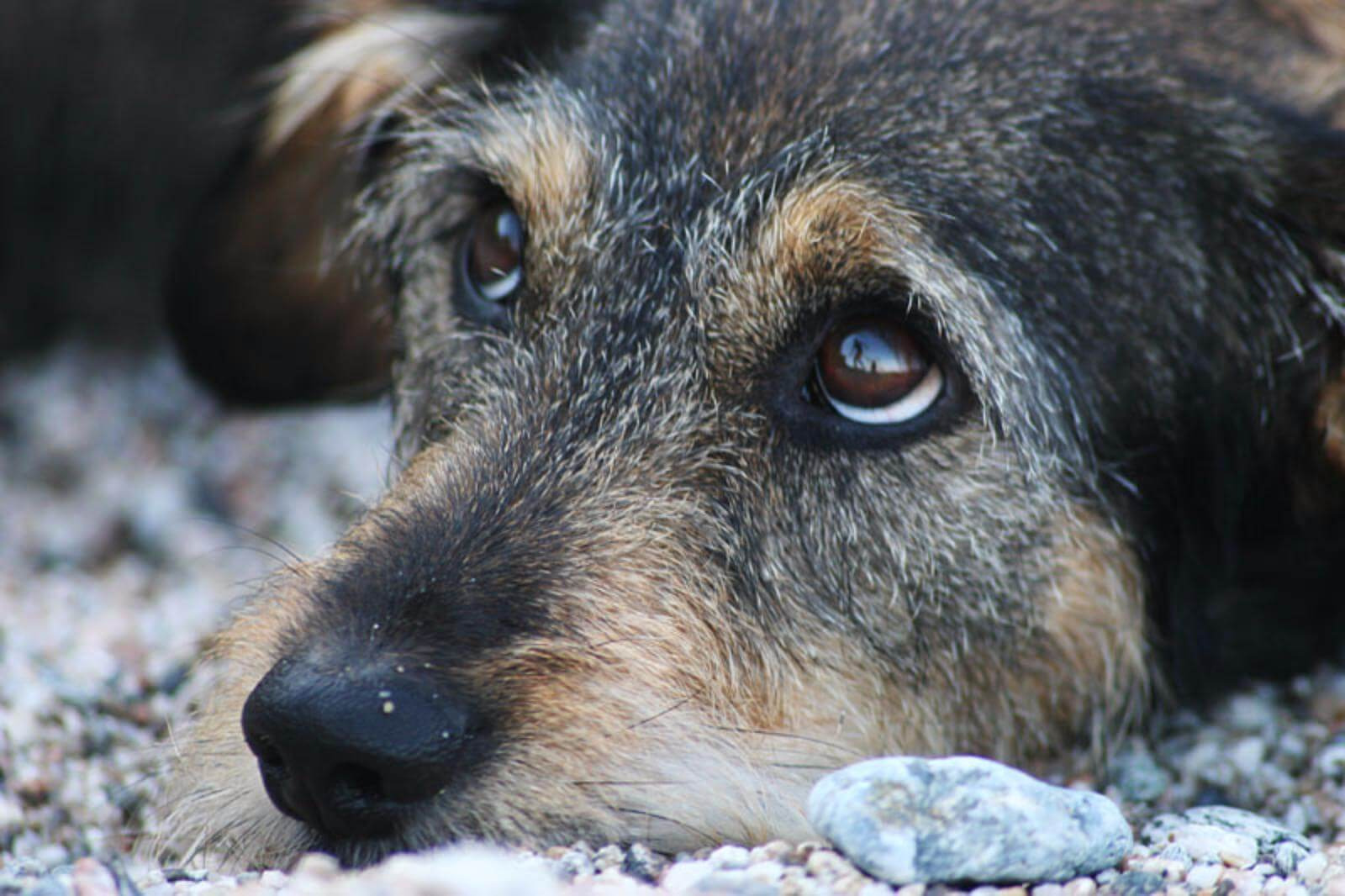 Эксперты предложили способы решения проблемы с отловом бездомных собак