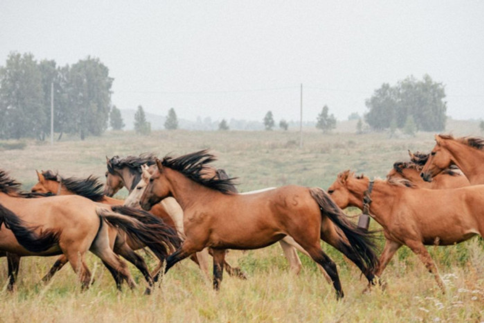 В Башкортостане грант «Агростартап» выиграли 39 человек