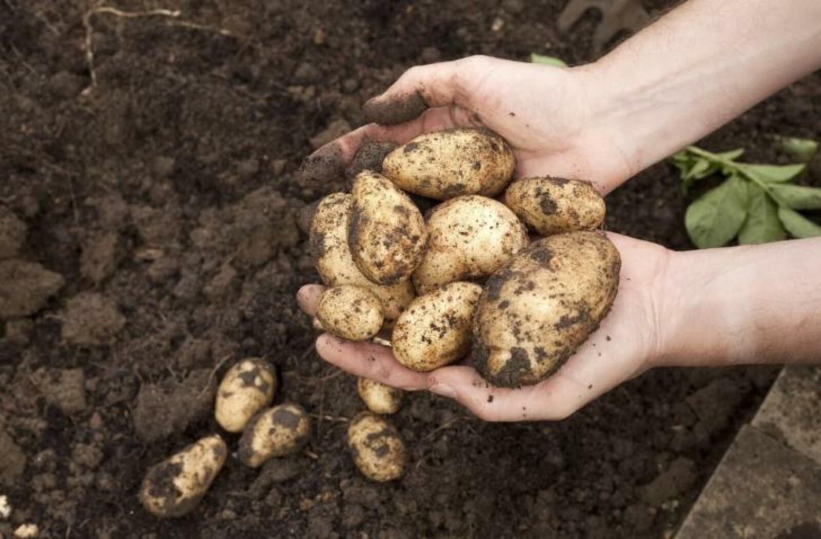 Когда копать картошку в 2021 году, как хранить? Ответы на главные вопросы