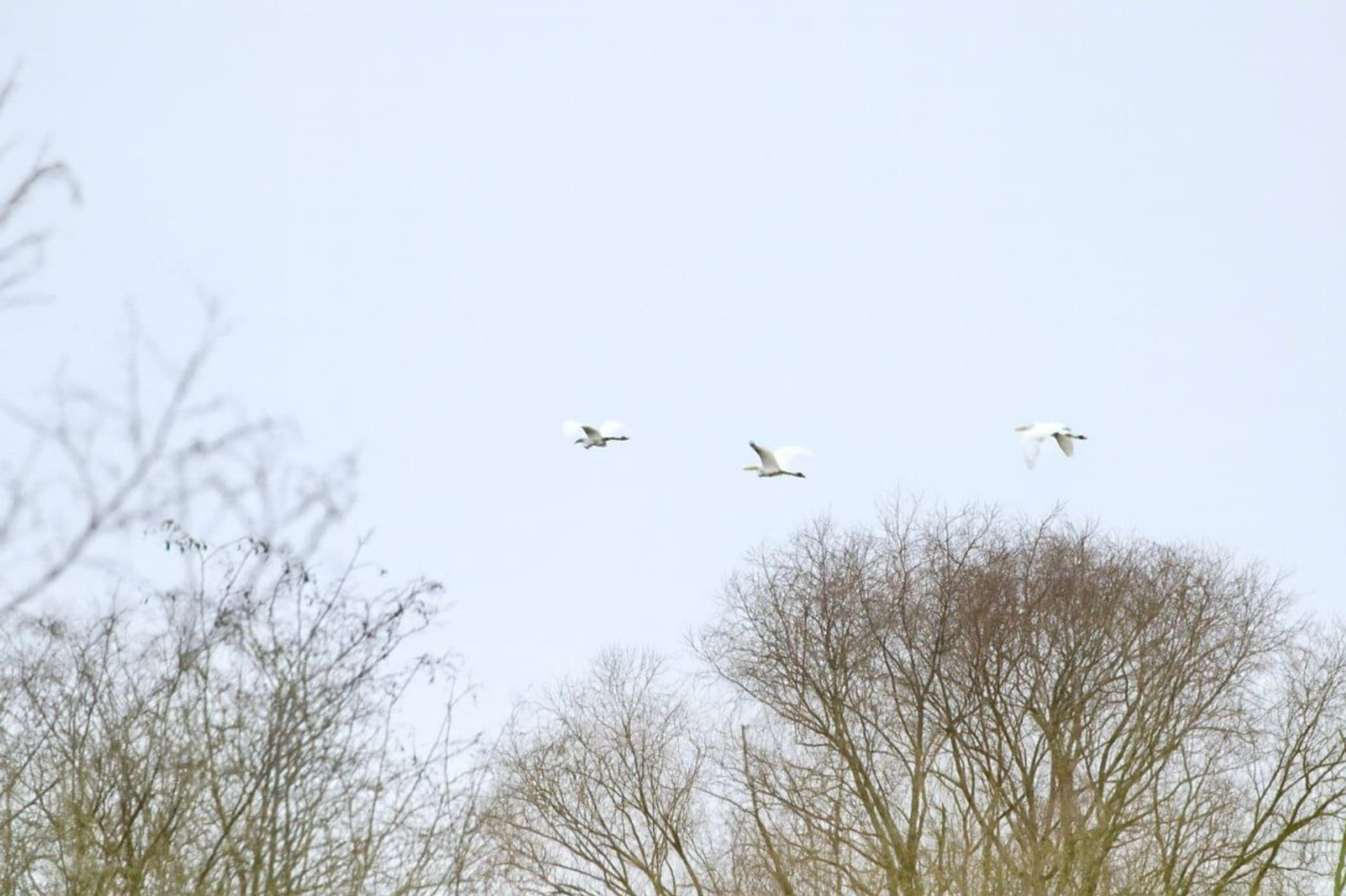 В нацпарке «Башкирия» заметили краснокнижных птиц