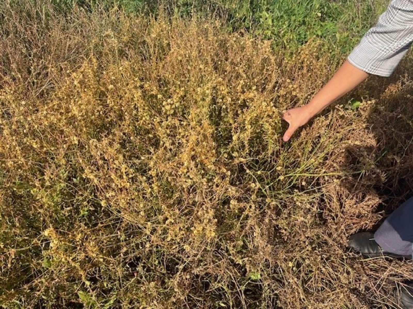 В Башкирии примут закон об уничтожении опасных растений