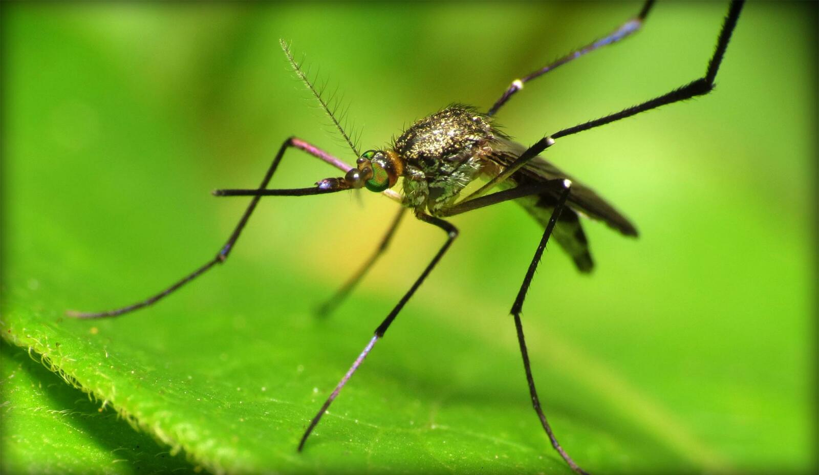Врачи назвали самую «вкусную» для комаров группу крови