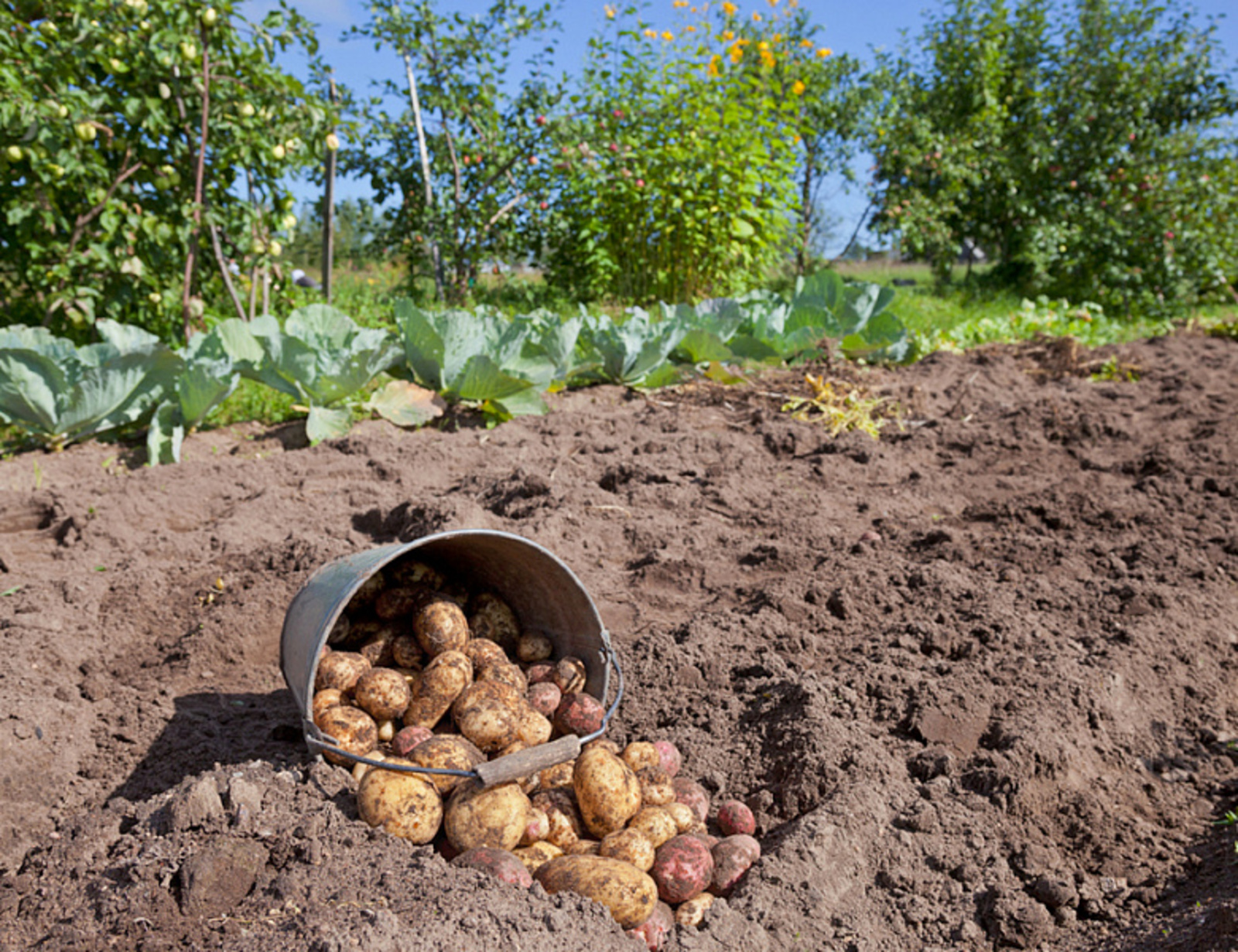 В Башкирии будут поддерживать выращивание овощей на приусадебных и садовых участках и ЛПХ