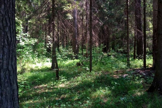 Закон о лесных питомниках вступил в силу в Башкирии