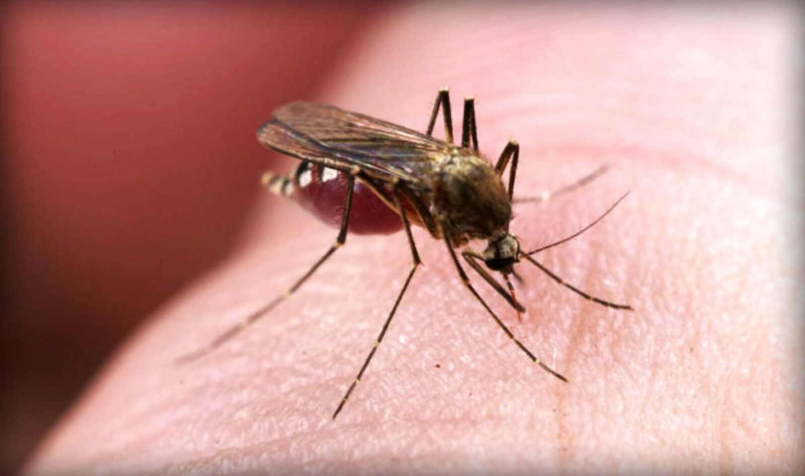 Найдена причина, почему комары-самцы не кусают людей