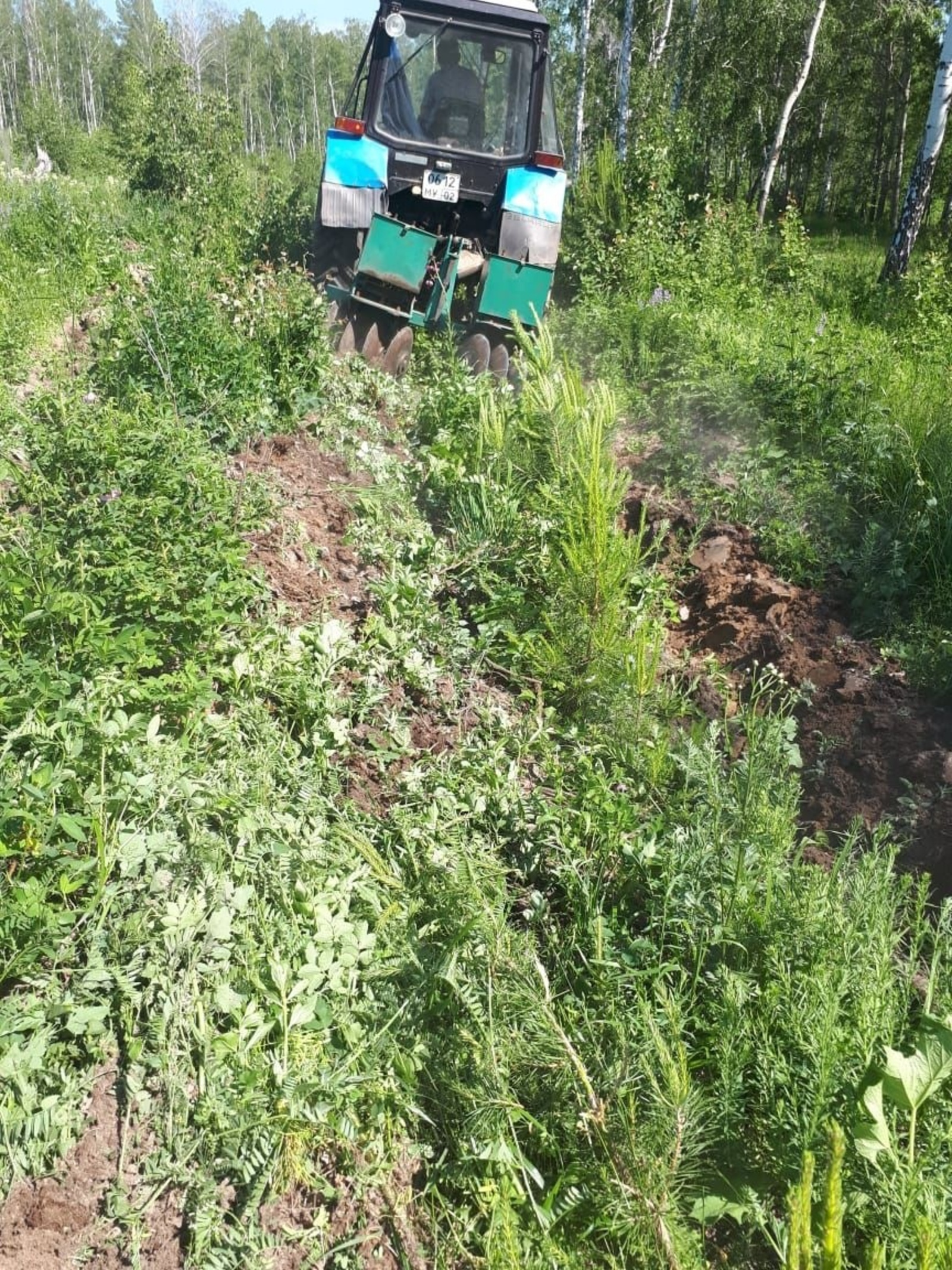 В Башкортостане выполнены работы по агротехническому уходу за лесными культурами на площади 10,7 тыс. га