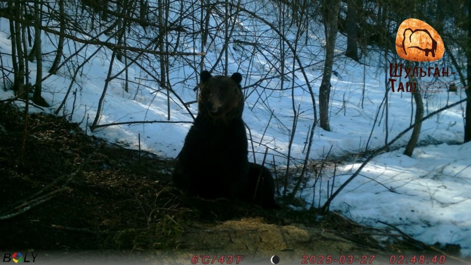 В нацпарке «Башкирия» поделились снимком проснувшегося рано медведя