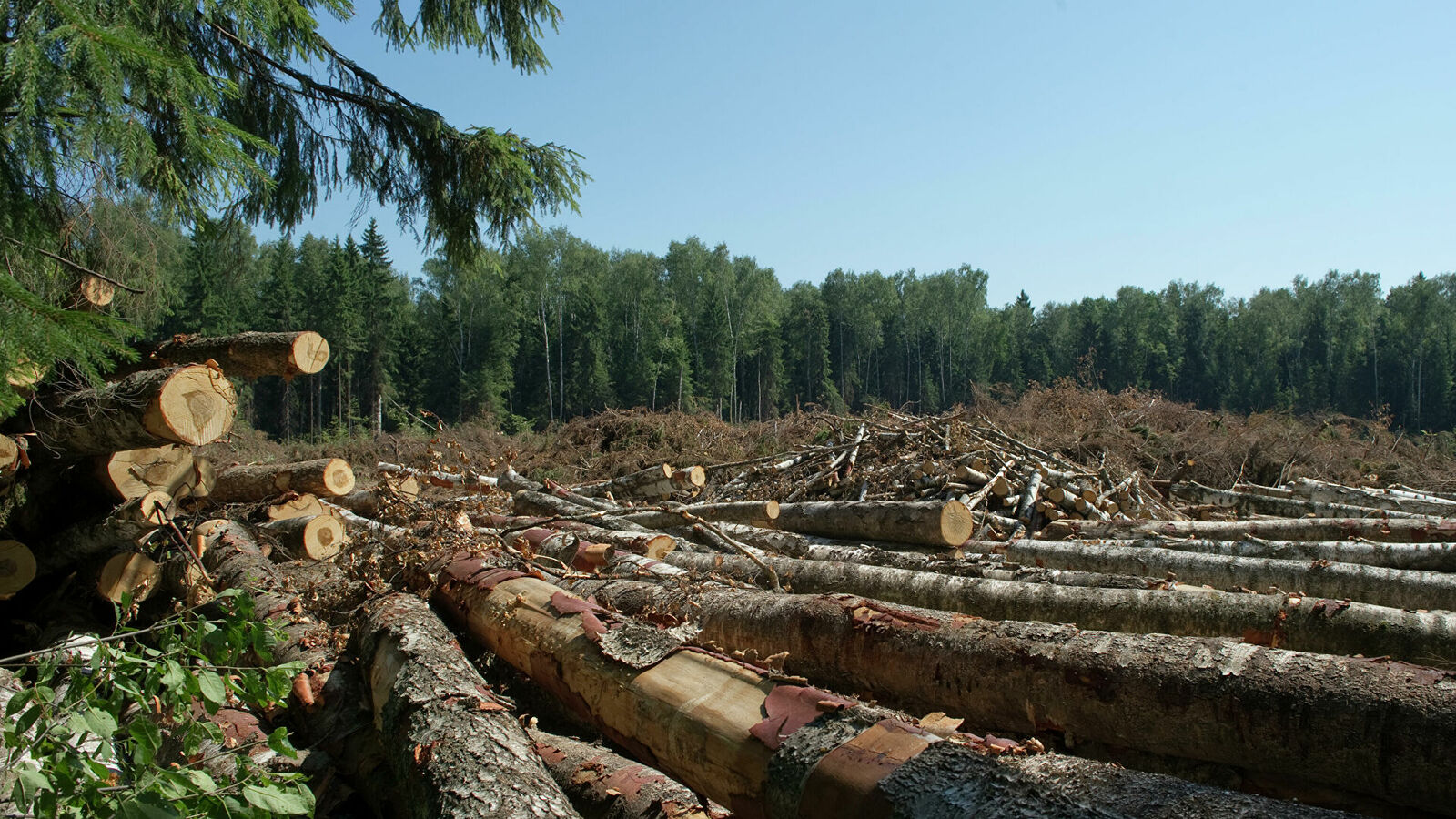 Лесопромышленная компания В Башкирии заплатит штраф за вырубку леса