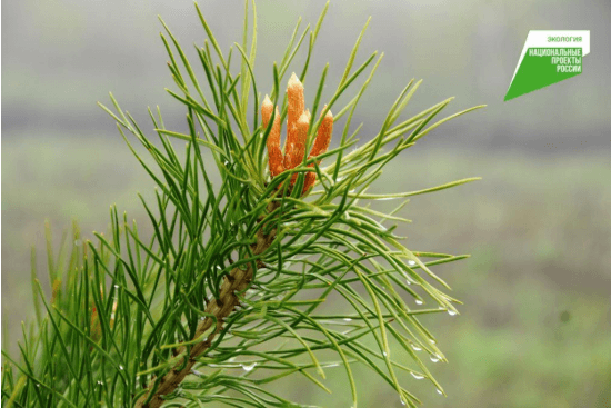 Лесоводы Башкирии в 2021 году заготовили более 3 тысяч кг семян лесных растений
