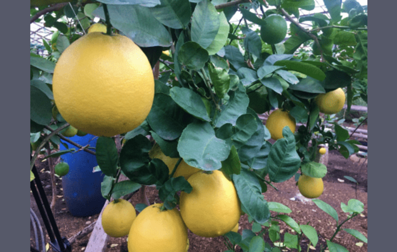 В Уфимском лимонарии идет сбор урожая лимонов