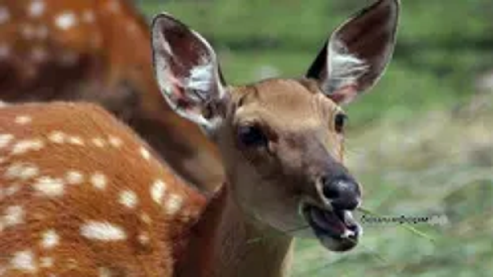 В Башкирии водителей предупредили о весенней миграции диких животных