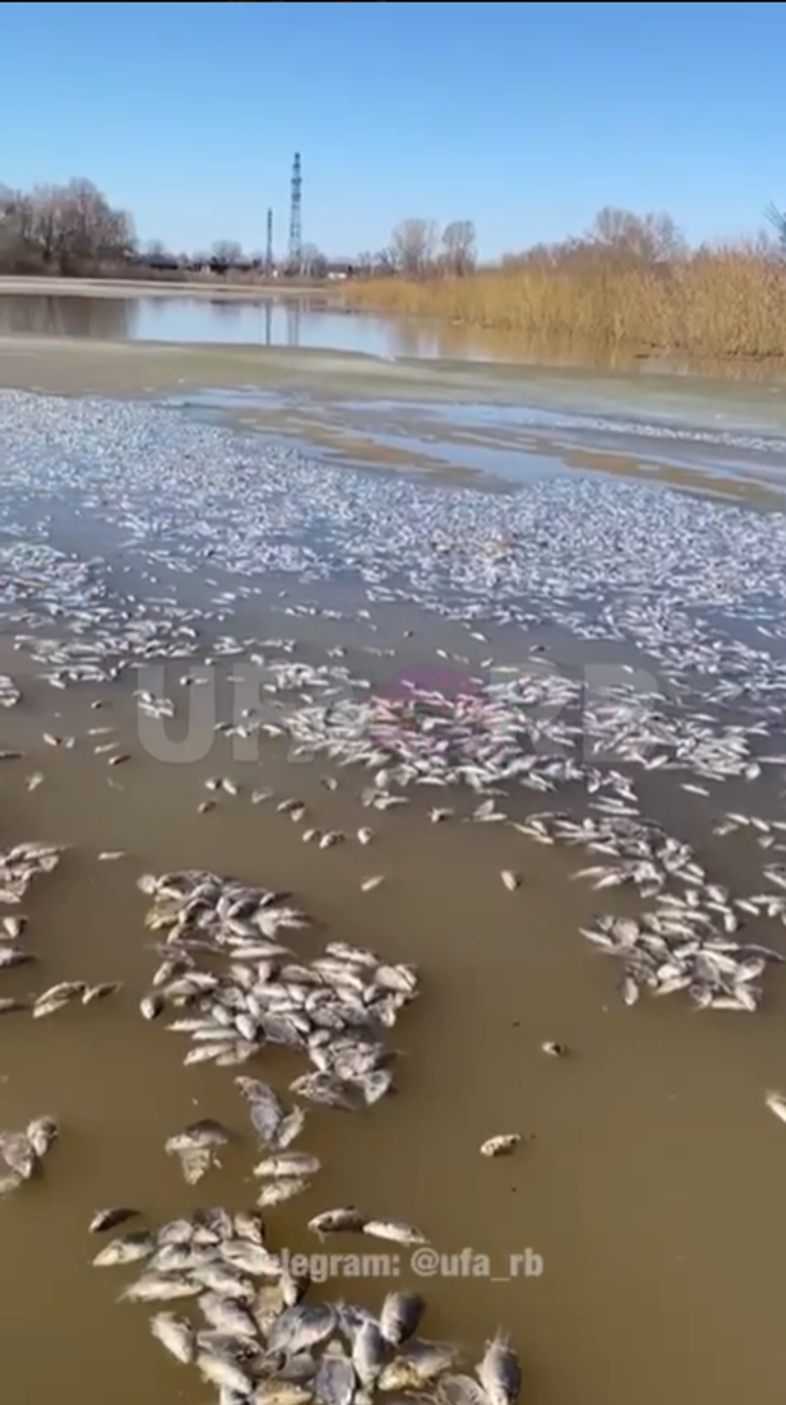На озере в Башкирии массово погибла рыба
