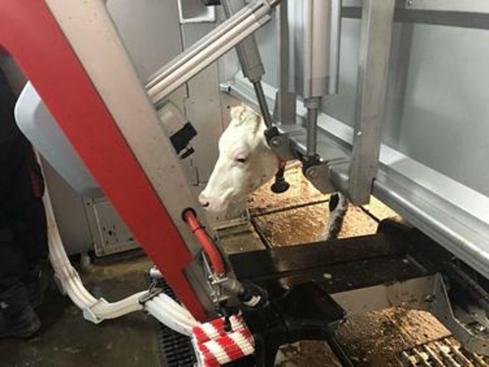 В Башкирии в молочном животноводстве используется 37 роботизированных систем