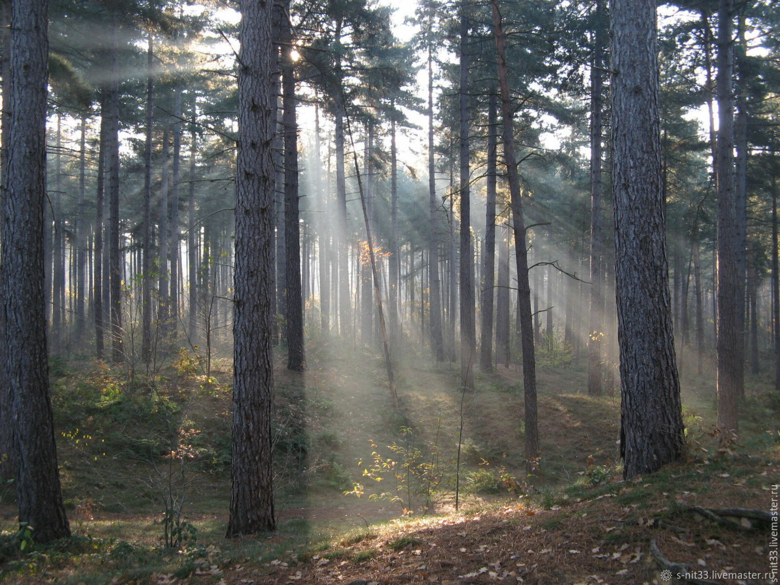 Стартует 5-й сезон крупнейшей лесовосстановительной акции «Сохраним лес»