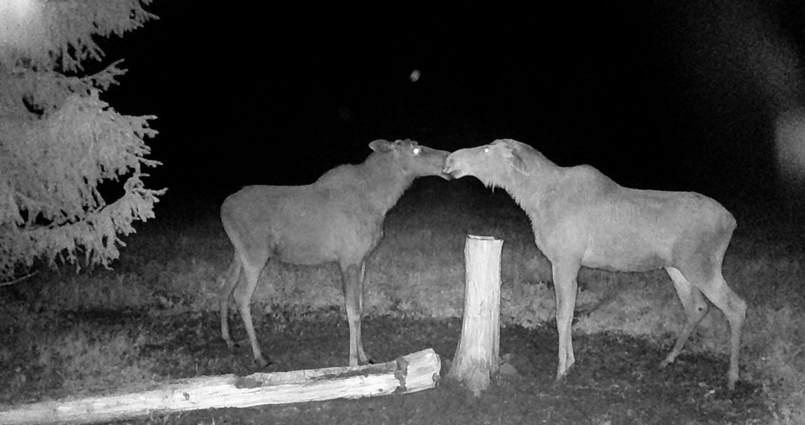 Фотоловушка в Башкирии «поймала» лосиху и ее годовалого лосенка