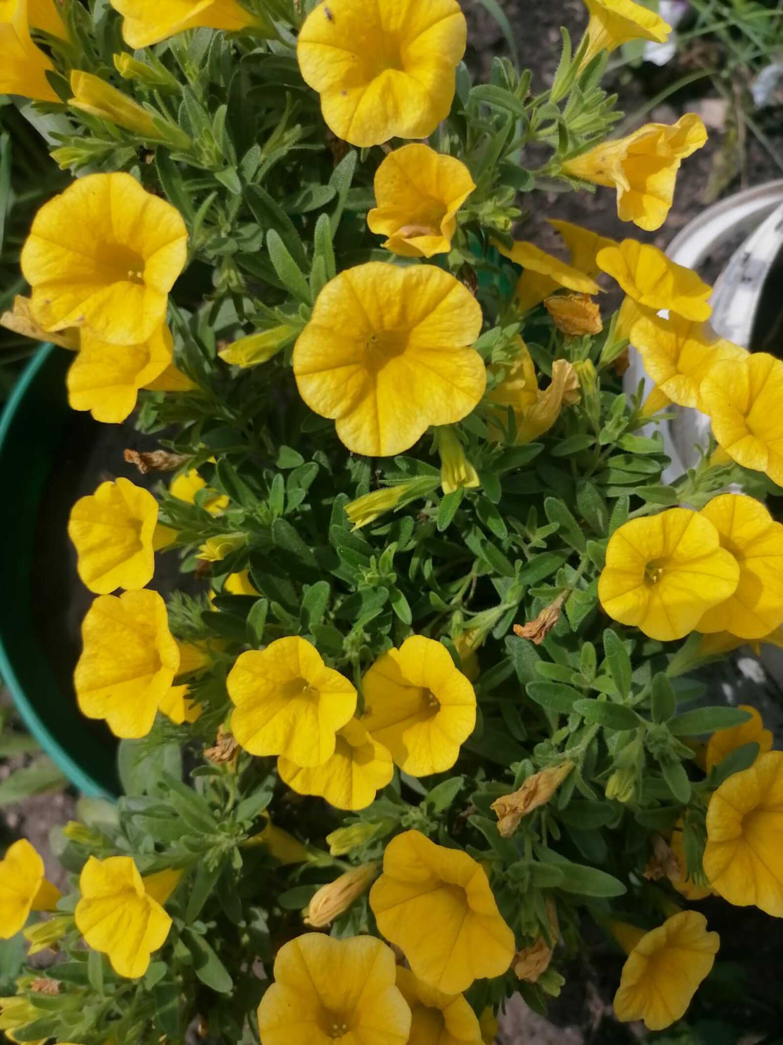 Как и какие цветы можно сеять под зиму?