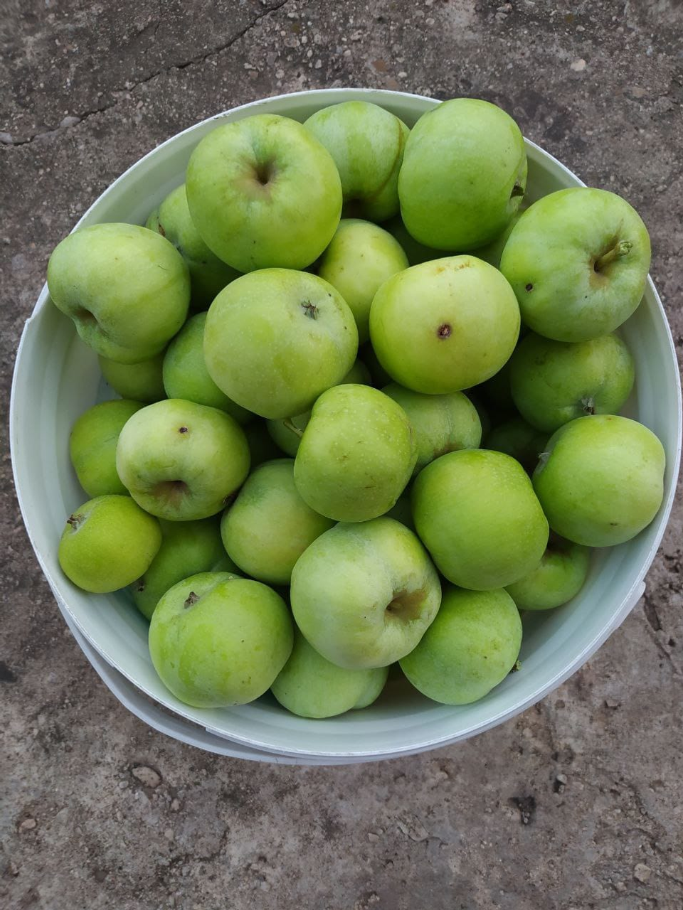 Какую яблоню посадить, чтобы не прогадать с урожаем?