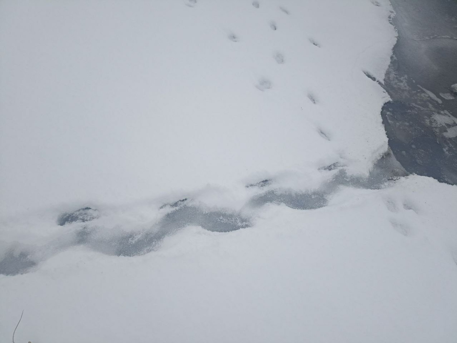 В нацпарке «Башкирия» обнаружили отпечатки удивительного зверя