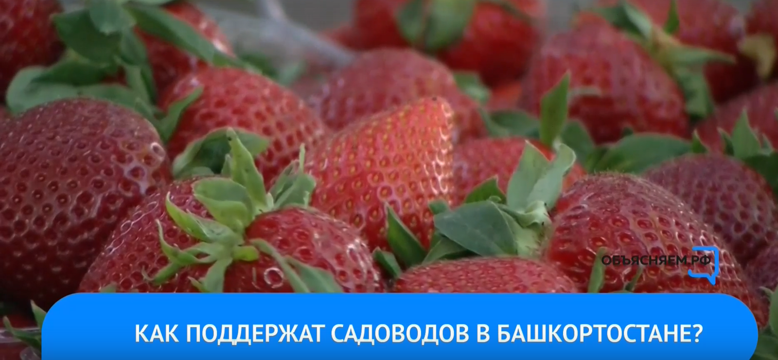 Жители Башкортостана, которые выращивают картофель и овощи, смогут получить поддержку от государства