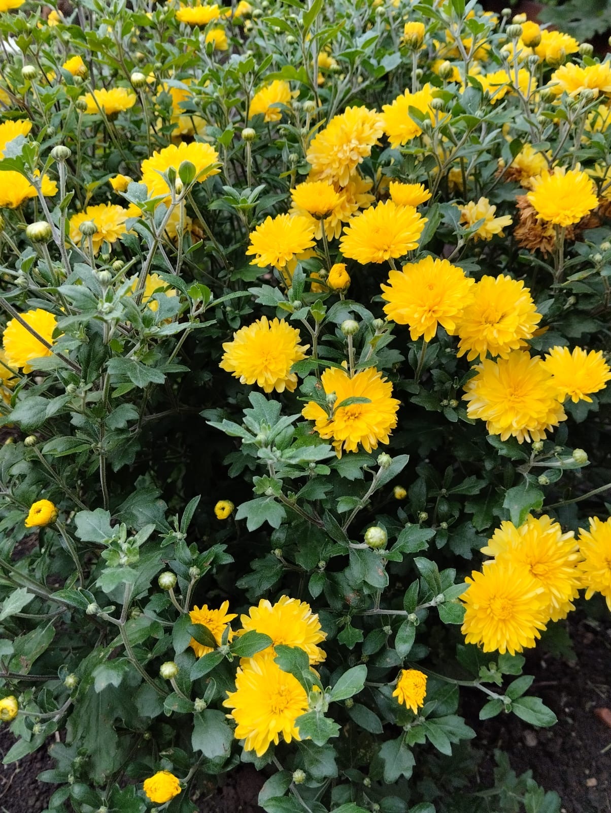 Как правильно посадить хризантемы осенью.