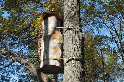 Башкирские ученые запустили уникальный проект «Нектарный лес»