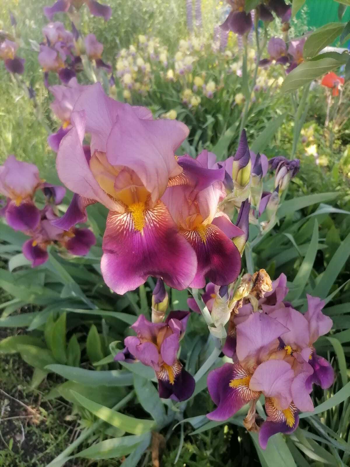 Как и какие цветы можно сеять под зиму?