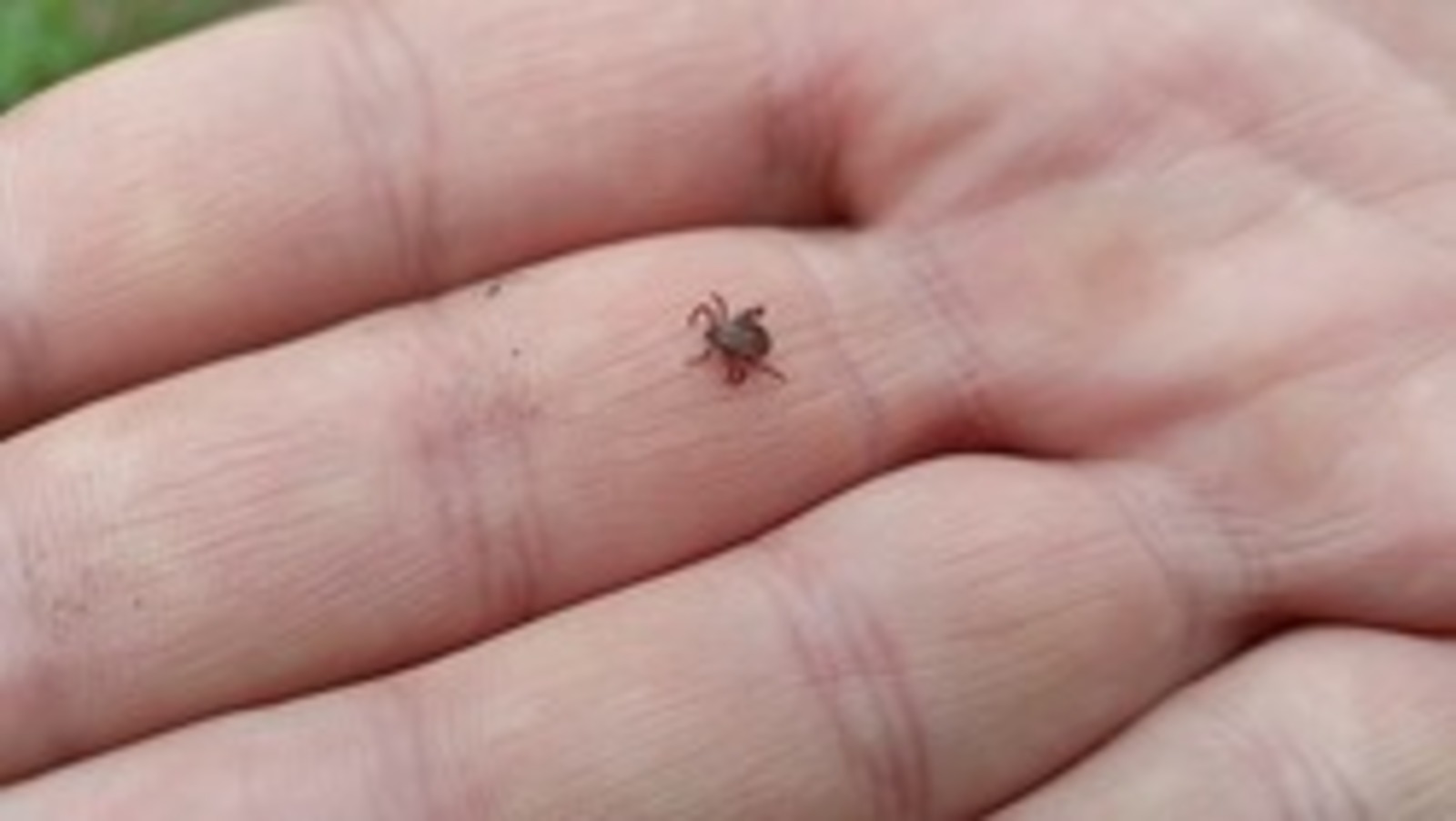 Жителям Башкирии рассказали, как защититься от клещей