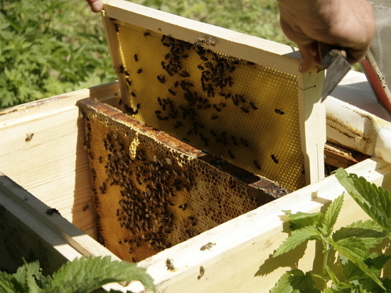 Пчеловоды из дружественных стран съедутся на форум в Уфу