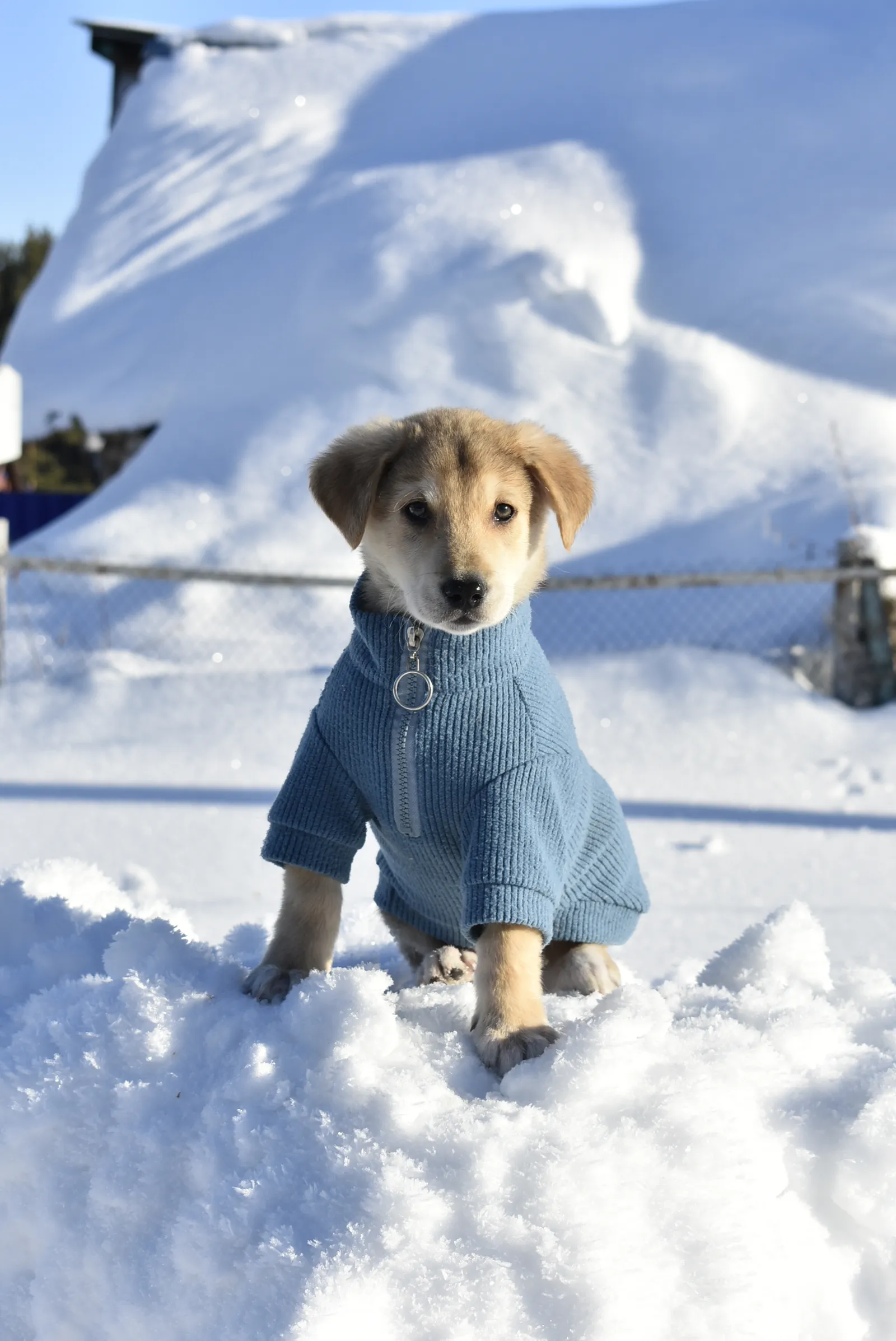 Ждем теплую зиму?