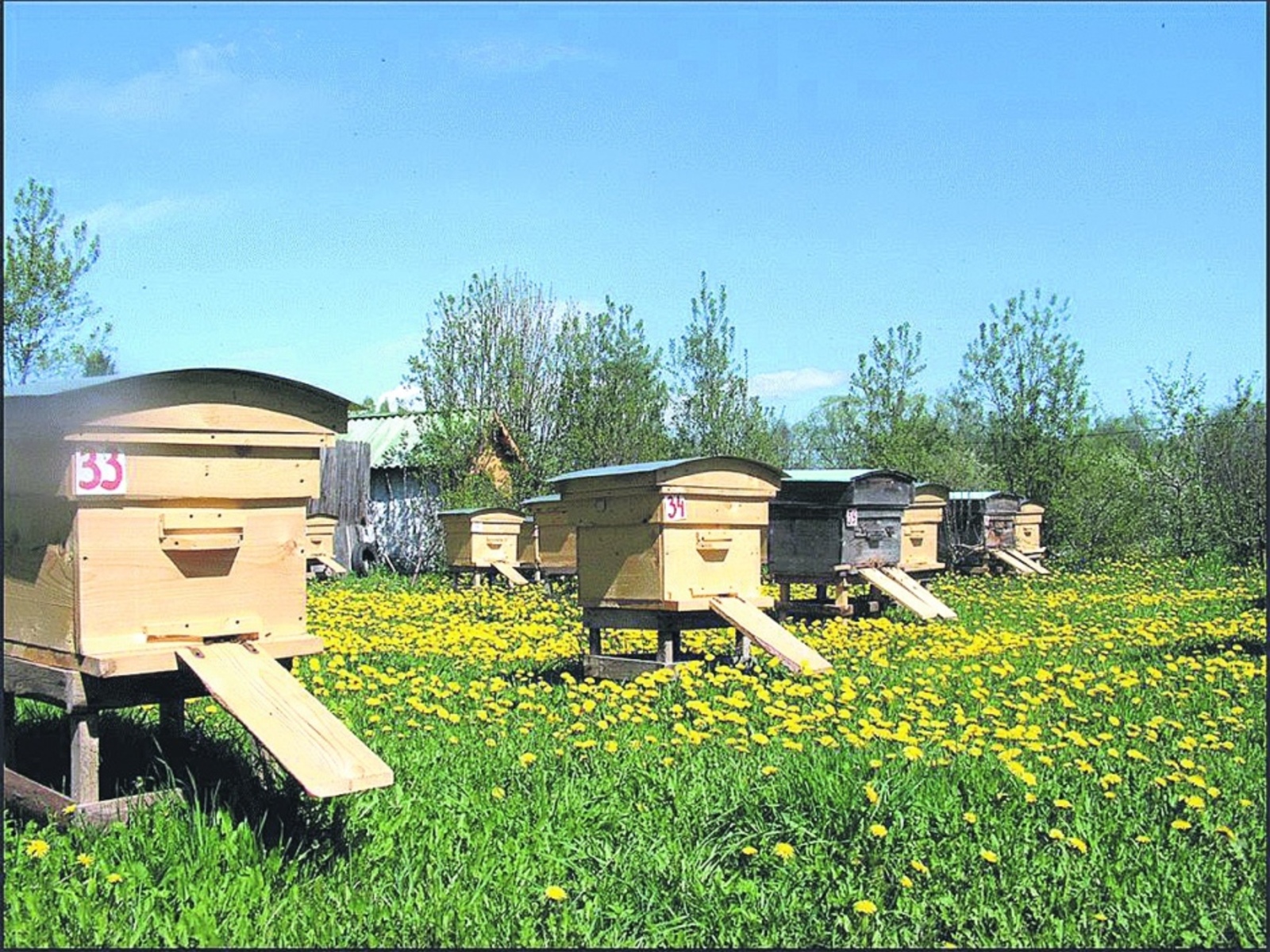 В Башкирии примут закон, защищающий пчел