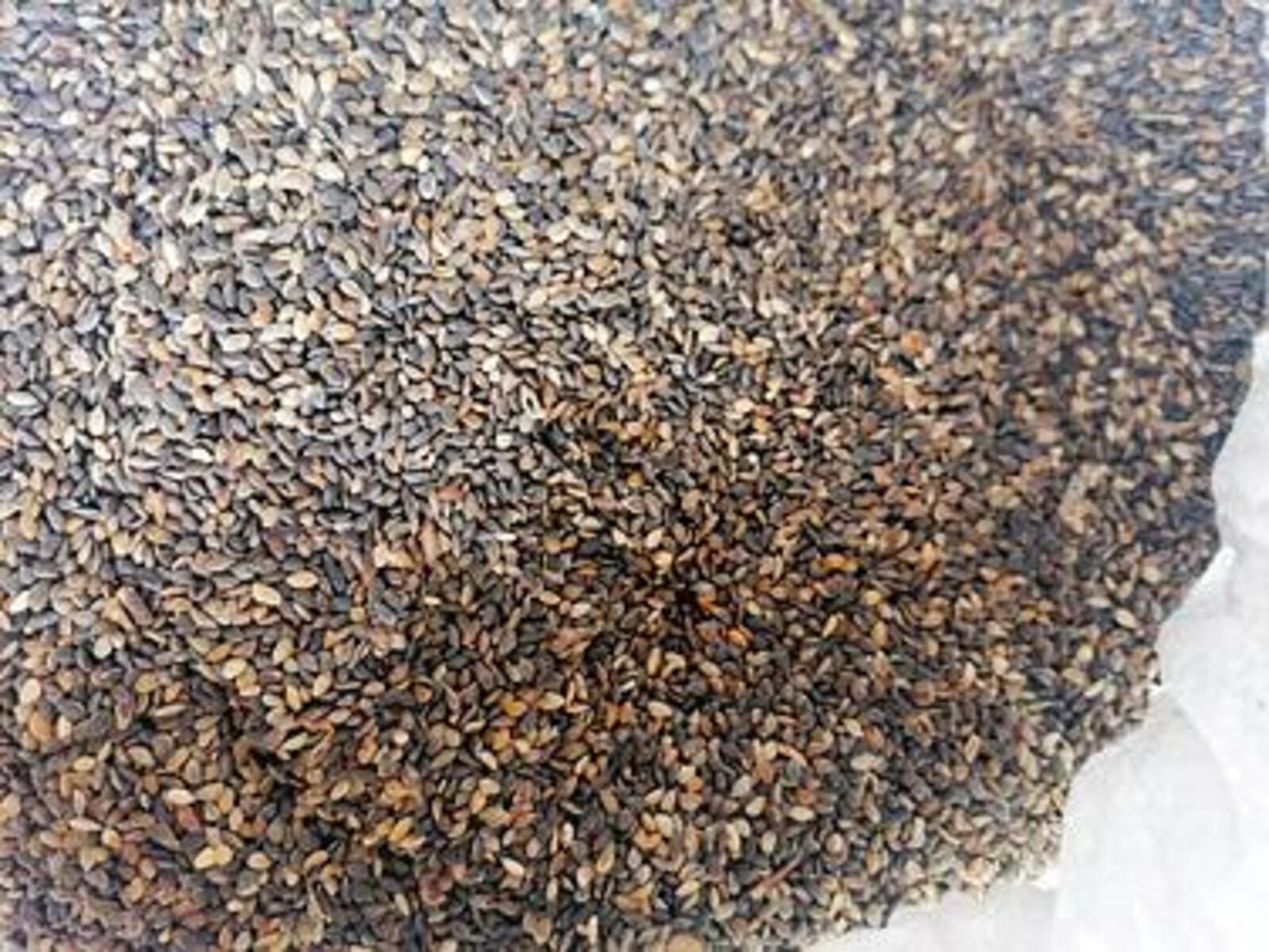 В 2025 году в Башкортостане заготовили более трех тонн семян лесных растений