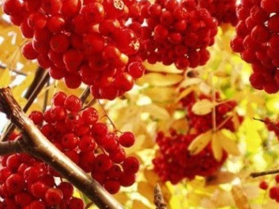 Оранжевая рябина: природный источник витаминов и меры предосторожности