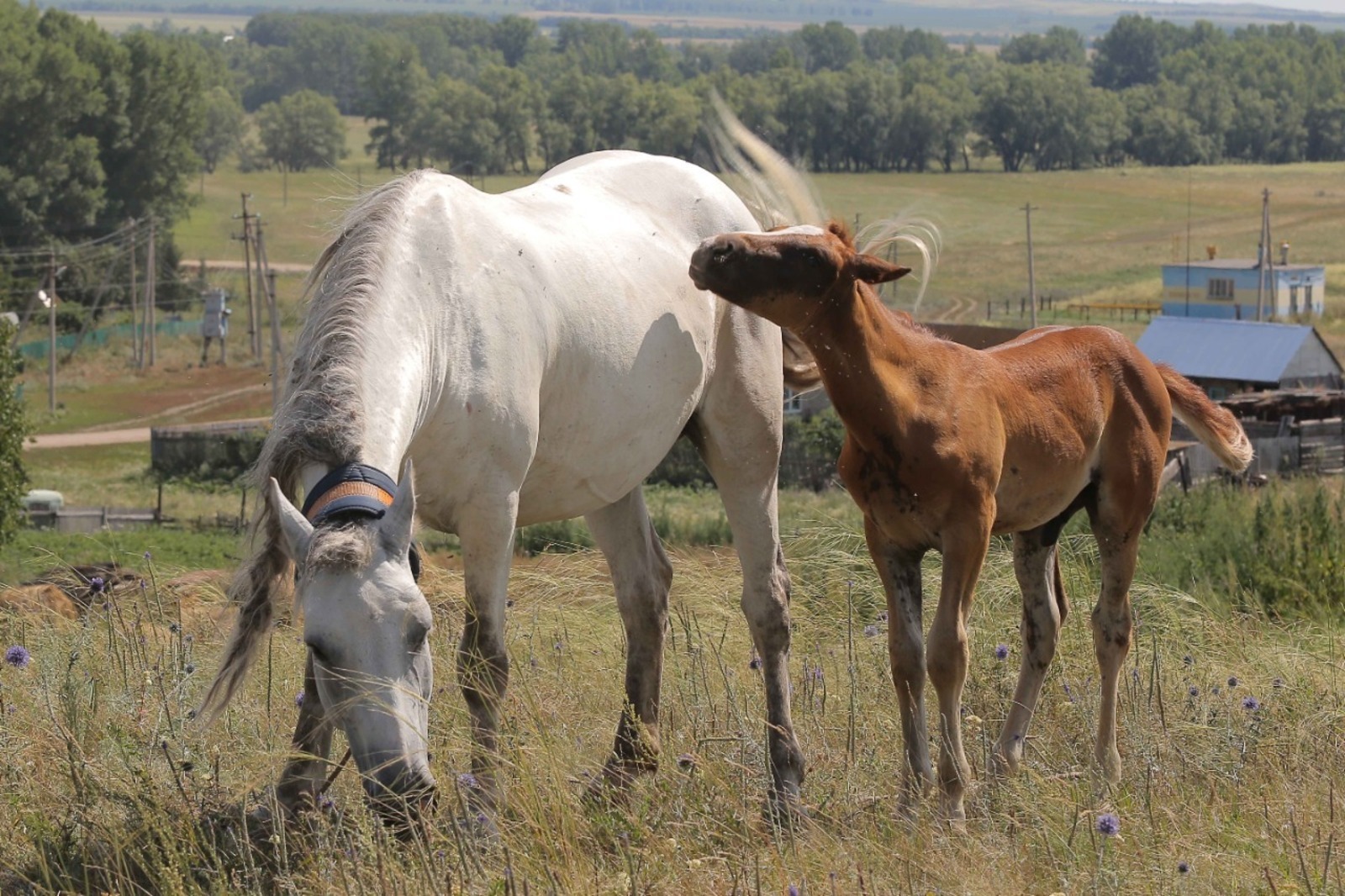 В Башкирии создадут институт по изучению башкирской породы лошадей