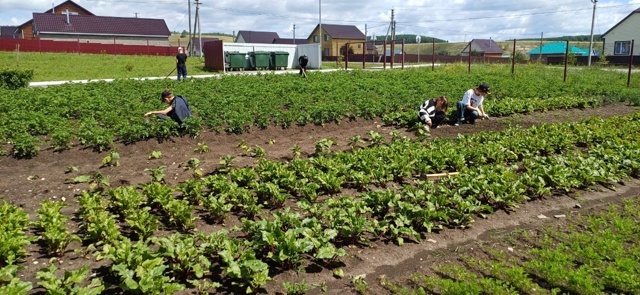 Территория средней школы №3 с. Бижбуляк - оазис красоты и плодородия