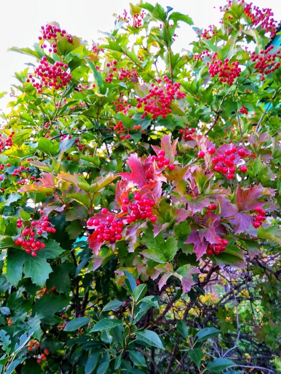 Сезонные ягоды октября