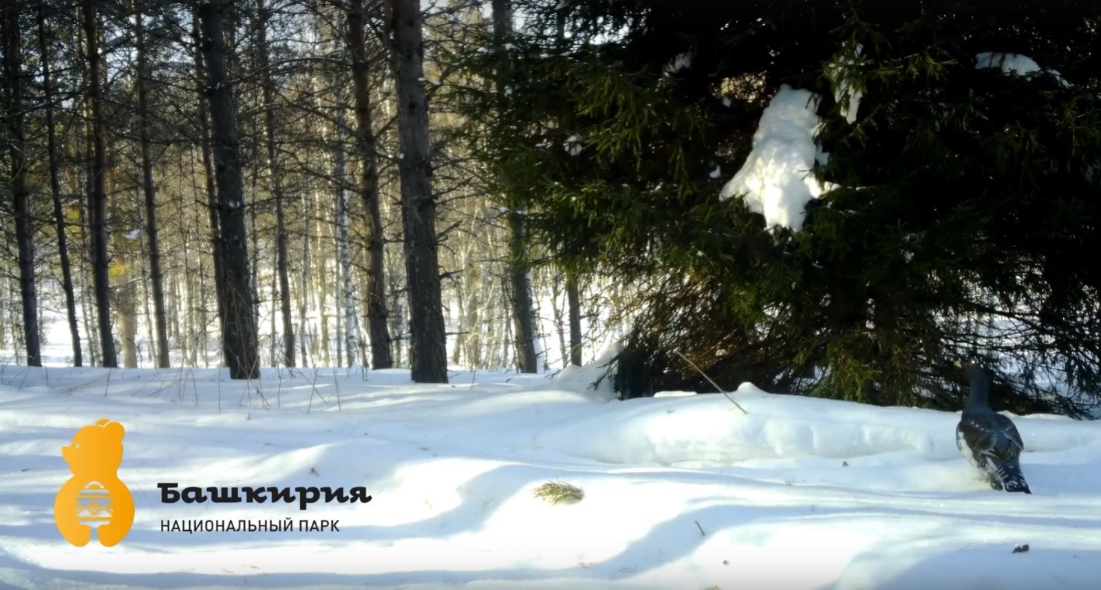 В Башкирии глухари пообещали скорую весну