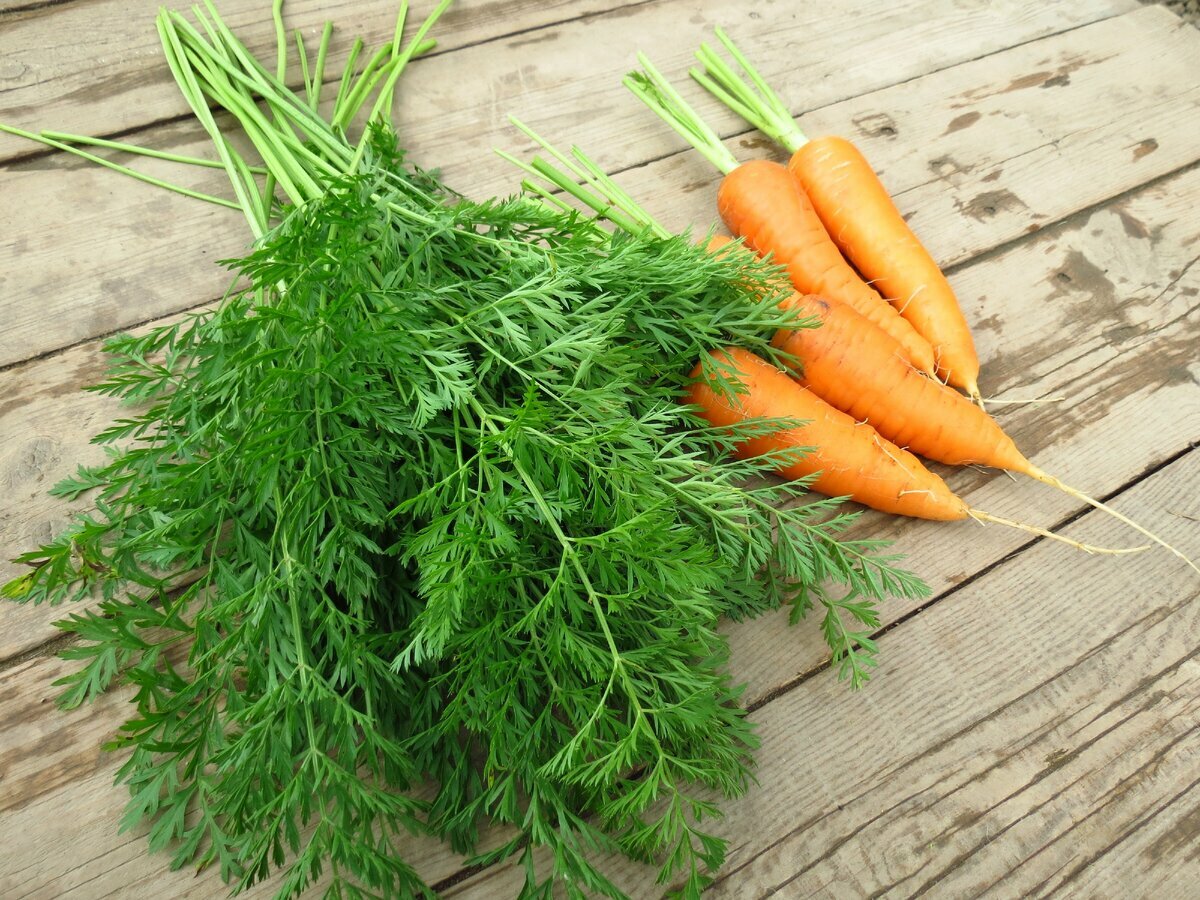В чем польза морковной ботвы?