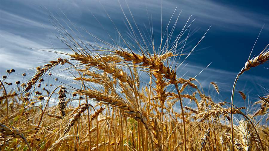 В России появится новый биржевой индекс и фьючерс на пшеницу