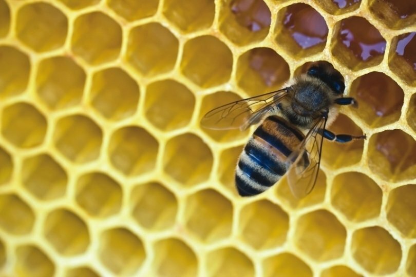 В Башкирии появился пчелиный санаторий