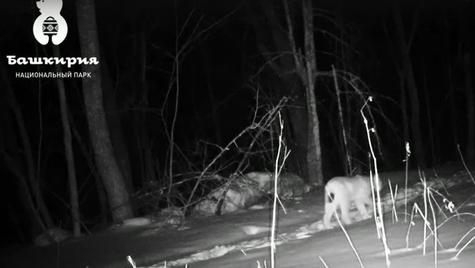Рысь угодила в фотоловушку нацпарка «Башкирия»
