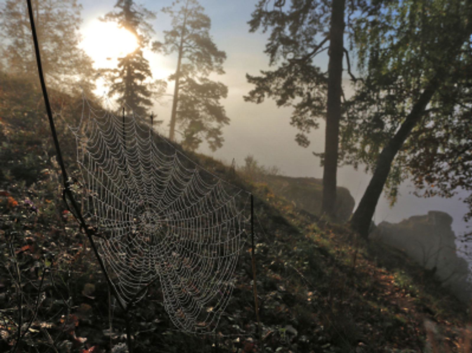 Жители Башкирии напишут экодиктант «ЭкоТолк»